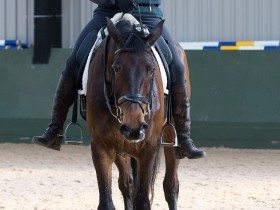 pammy-hutton201604-6801